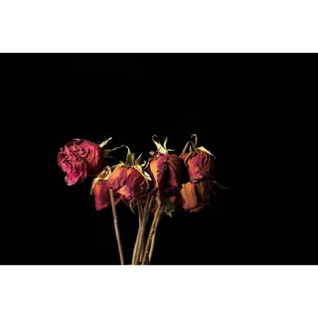 Natural Dry Rose